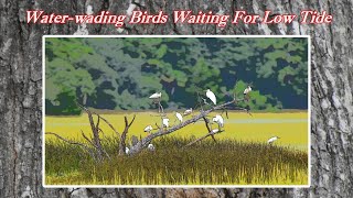 Understanding How the Tide Table Chart Works Waterwading Birds Waiting for Low Tide [upl. by Eldreda]