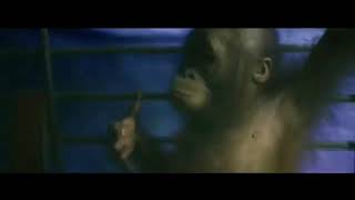 A baby orangutan rescue journey [upl. by Sproul]