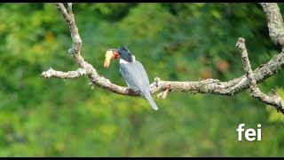 belted kingfisher [upl. by Miyasawa]