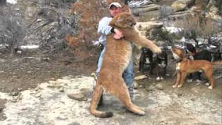 Mountain Lion Hunting  Nevada [upl. by Darcia]