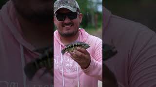 Guapote y Tilapias GRANDES pesca fishing pescaria elsalvador [upl. by Nimaj]