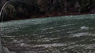 Early Season Steelhead Plunking With Tutorial [upl. by Julide103]