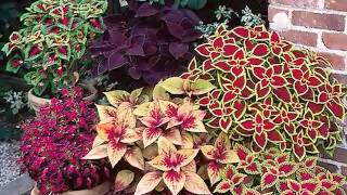 Get to Know Coleus  ShadeLoving Plants [upl. by Einohpets664]