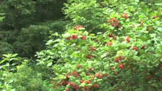 American Cranberry Bush  Highbush Cranberry [upl. by Tyson206]