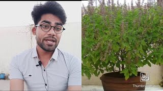 Medicinal Properties Of Tulsi Plant  Air Purifier And Healer  Ocimum Tenuiflorum  Ocimum Sanctum [upl. by Philippine990]