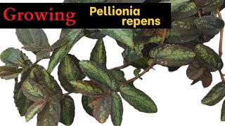 How to Grow and Propagate Pellionia repens Procris  Elatostema repens [upl. by Nysa]