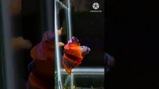 betta fish tank setup fighter fish tank setup bettafish mollyfish goldfish [upl. by Clausen881]