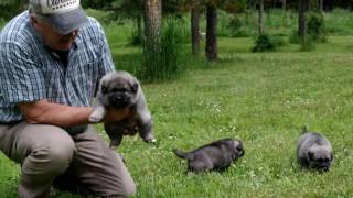 Norwegian Elkhound Puppies at 4 Weeks Old [upl. by Mcleroy832]