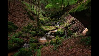 Bachlauf mit Vogelgezwitscher  forest stream [upl. by Gwendolyn474]