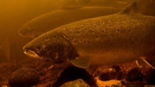 Fly fishing catching 2 wild Atlantic salmon in 6 minutes underwater camera Лосось рыбалка на муху [upl. by O'Mahony792]