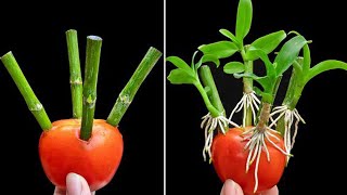 Timelapse of Vegetables Growing in a Balcony Garden [upl. by Ahsinet]