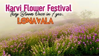 Once in 7yrs  Karvi Flower Festival  Lonavala  Things to do in Lonavala  Karvi Flowers [upl. by Faxan]