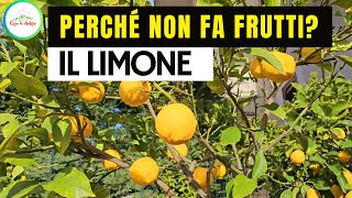 Perchè Il LIMONE NON FA FRUTTI [upl. by Reace]