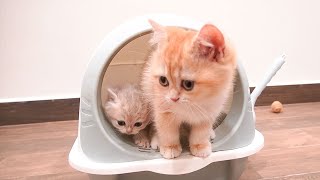 Sister Violin teaches kittens how to go to the toilet and eat just like a nanny [upl. by Wieren]