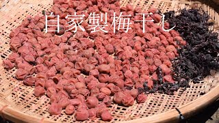 How To Make Umeboshi Japanese pickled plums [upl. by Anitsirt]