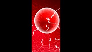 5 Major Signs Your Egg Has Been Fertilized 💕 Egg and Sperm Meet Symptoms shorts [upl. by Theola]