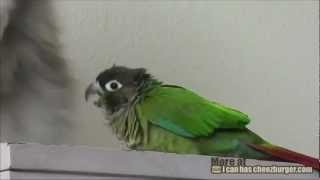 Cheezburger  Conure Bullies Cat [upl. by Brigida]