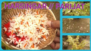 EASY WAY TO GET MORE FLOWER FROM HARSINGAR  PARIJAT PLANT [upl. by Ariaic]