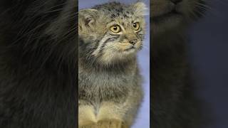 How the Pallas Cat Survives in the Snowy Mongolian Wilderness pallasscat wildcats animals [upl. by Britte]