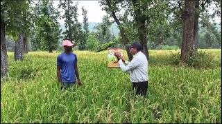 vishal Agro shop 9426764317 hybrid paddyघान की खेती [upl. by Isolda]