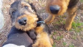 Airedale Terrier Puppies for Sale Video  S amp S Family Airedales  Pack Walk Airedale Puppies [upl. by Yelekreb245]