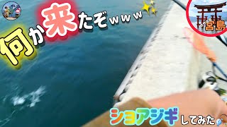 〚廿日市市〛⛩️宮島で初のショアジギングやってみたら何かがヒット～💗これだから辞められないよねぇ😍ショアジギ最高🙌 [upl. by Bahner]