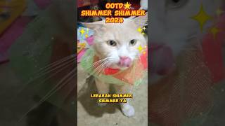 KUCING OOTD SHIMMER SHIMMER LEBARAN2024 cat kucing catvideos catlover kucinglucu funny shorts [upl. by Oicnanev]