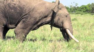 Musth male elephant behavior  Mara Conservancy [upl. by Arnaldo]