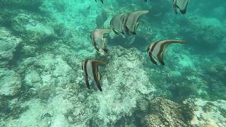 watamu safari blu 2018 National Marine Park [upl. by Schroder]