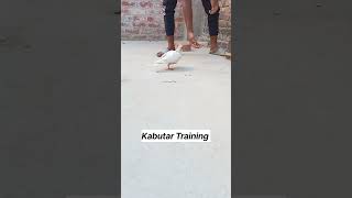 Kabutar 🕊️ training kabootar chana ke sath training shorts video viralvideo [upl. by Ahkihs]