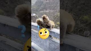 🐵Macaquinhos relaxando e sendo muito fofinhos Você não vai acreditar no que eles estão fazendo [upl. by Ynoep]