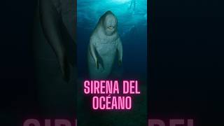 El DUGONGO ¿La SIRENA del Océano dugongo animalescuriosos [upl. by Aivul]