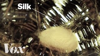 How silkworms make silk [upl. by Harrison]