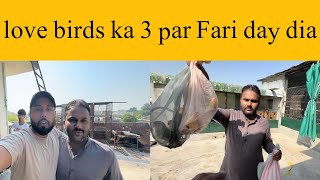 Love birds Ka 3 par fari day ha majid aviary vlog fari love birds 3 jori [upl. by Goulet]