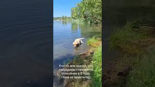 Cirilla labrador fanny video puppydogandpuppycat petsvloganimalsinmyhousemeetmypets labrador [upl. by Delainey]