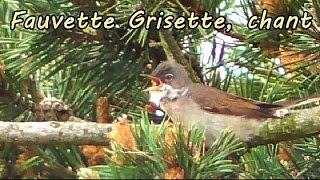 FAUVETTE GRISETTE chant  chants doiseaux [upl. by Dronski]