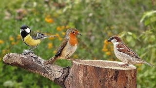 Horas de Canto de pájaros en el bosque en primavera canto de pájaros en el campo [upl. by Modestia]