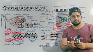 Structure of Skeletal Muscle Detailed lecture on Skeletal Muscle [upl. by Cyndy]