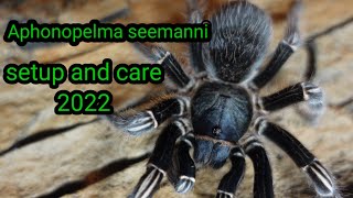 Costa rica zebra tarantula  Aphonopelma seemanni [upl. by Budding149]