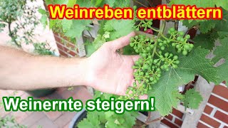 WICHTIG  Weinreben entblättern amp entlauben  Warum du Wein ausdünnen musst [upl. by Nevin]