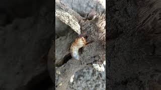 🪲🦗❇️💥✨Larva escarabajo rinoceronte 🦏metamorphosis life lifestyle wildlife naturaleza fyp [upl. by Jezebel]