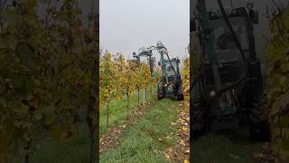 Prepruning😁🍇🎥clemensinfo vineyard vines prepruning work tractor autumn [upl. by Potter]