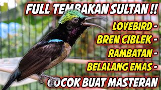 KOMPILASI MASTERAN KONIN FULL TEMBAKAN  PANCINGAN KOLIBRI NINJA AGAR CEPAT GACOR NEMBAK ISIAN [upl. by Amein805]