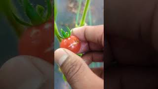 Why Tomatoes crack or split quot Short Answerquot🍅 tomato garden short [upl. by Xirtaeb]