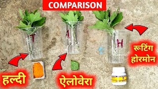 जानिए सब से जल्दी जड़ किस मे आता है  Comparison Between  हल्दी  ऐलोवेरा  रूटिंग होरमोन [upl. by Hinze]