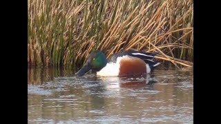 Northern Shoveler [upl. by Plunkett]