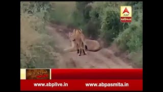 Lion famiy on the road in Junagadh [upl. by Rorry391]