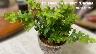 SUB  HOW TO MAKE Repotting Phlebodium davana [upl. by Lot]