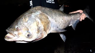 下水にいた病気の巨大魚食べてみた【ENG SUB】 [upl. by Eberhard]