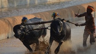 Moodubidire Koti Chennaya Kambala  buffalo race  Most viewed Kambala video [upl. by Ebocaj661]